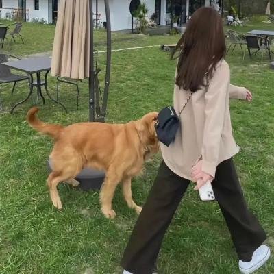 阿亚潘和柯西